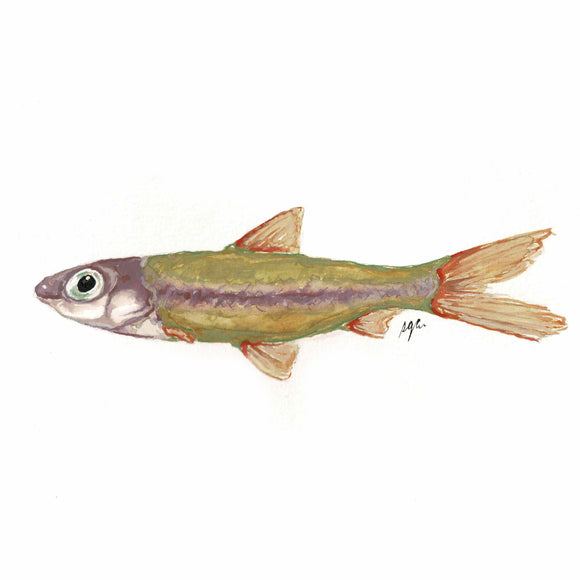 Green and Purple Minnow Print 5