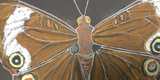 Realistic Drawing | Ages 4-8 Semester