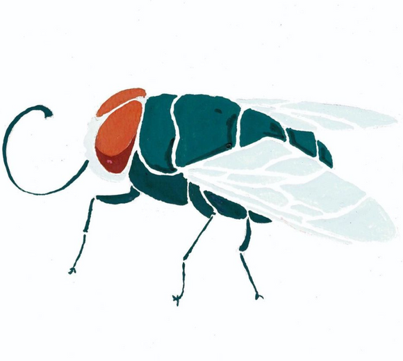 art, card, art card, gift, fly, housefly, gouache, artist, Michigan, Grand Rapids